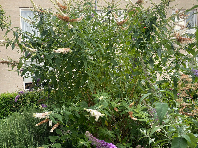 Vlinderstruik (wit) - Buddleja davidii 'White Profusion'