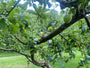 Appelboom - Malus domestica 'Groninger Kroon'