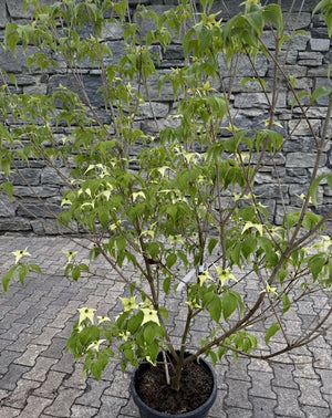 Solitaire, C35 pot - 160-180 cm
