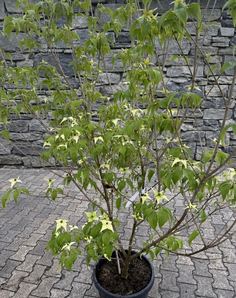 Japanse grootbloemige kornoelje 'Zuiverwit' - Cornus kousa 'Milky Way'