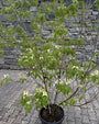Japanse grootbloemige kornoelje 'Zuiverwit' - Cornus kousa 'Milky Way'