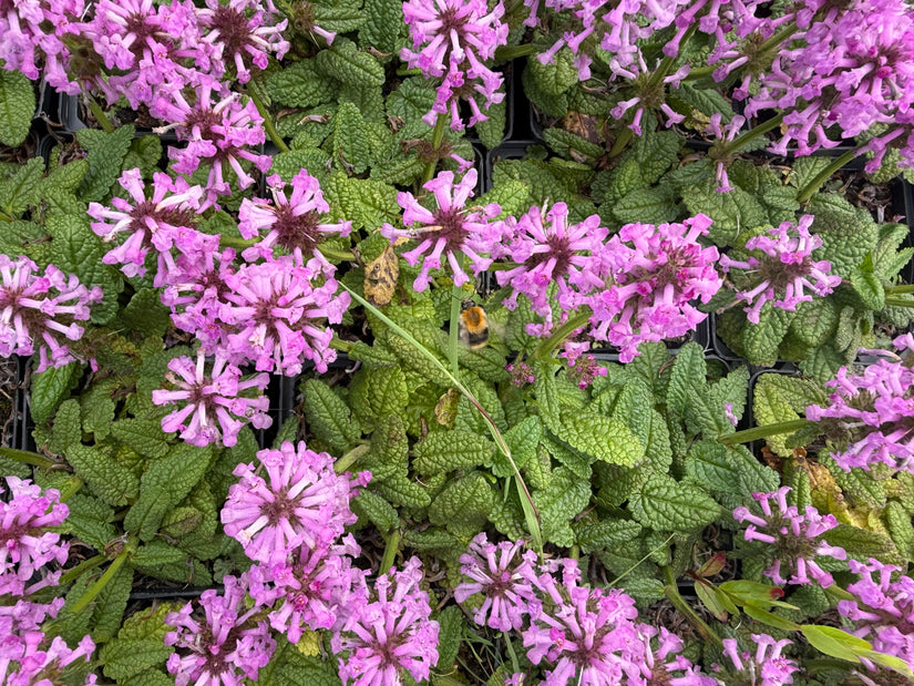 Andoorn - Stachys officinalis 'Ukkie'
