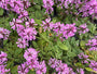 Andoorn - Stachys officinalis 'Ukkie'
