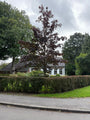 Roodbladige Noorse esdoorn - Acer platanoides 'Royal Red' Hoogstam boom