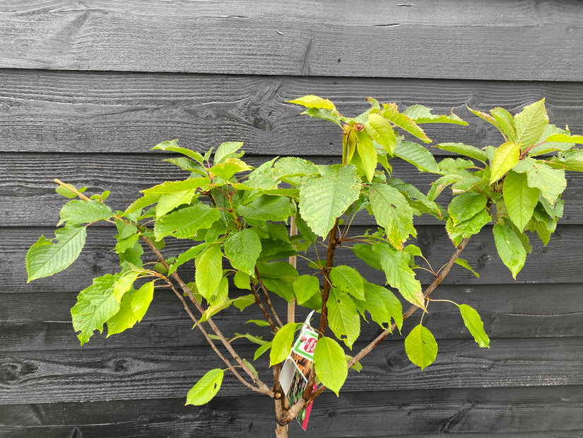 Kersenboom - Prunus Avium 'Kordia'