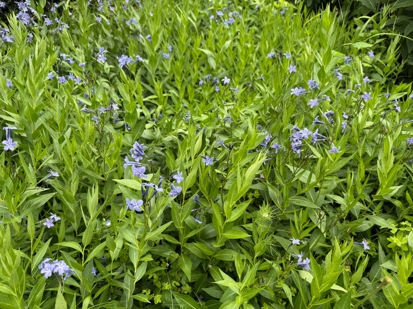 Blauwe ster - Amsonia tabernaemontana