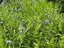 Blauwe ster - Amsonia tabernaemontana