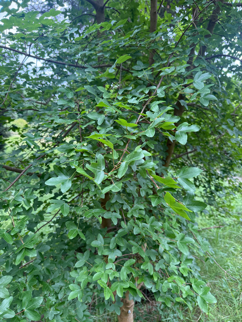 Montpellier esdoorn - Acer monspessulanum