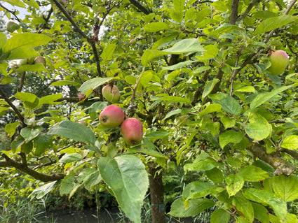 Appelboom - Malus domestica 'Groninger Kroon'