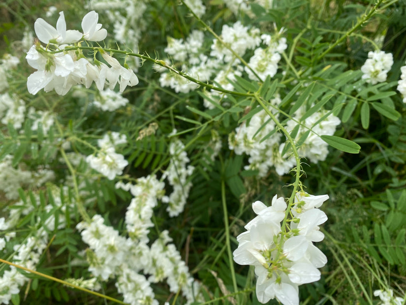 Geitenruit - Galega officinalis