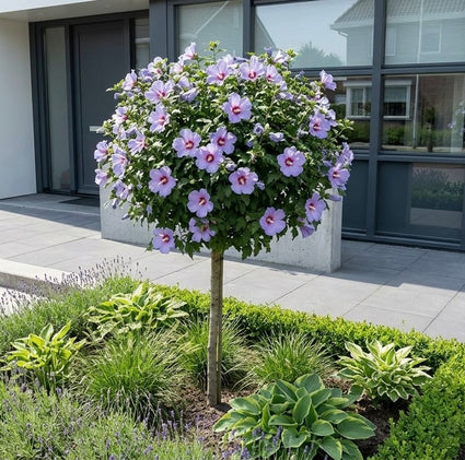 Althaeastruik op stam (Blauw) - Hibiscus syriacus 'Oiseau blue' Halfstam
