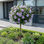 Althaeastruik op stam (Blauw) - Hibiscus syriacus 'Oiseau blue' Halfstam
