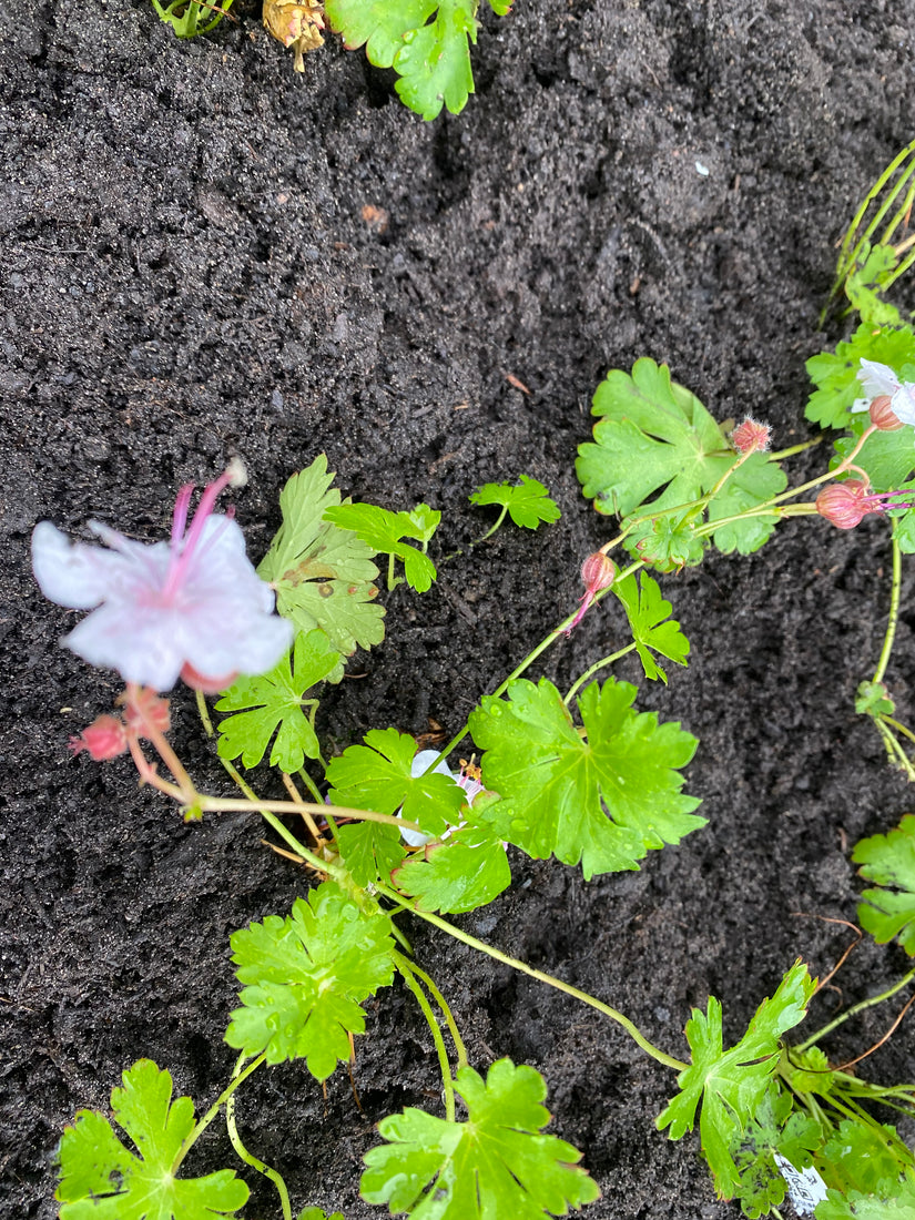 Ooievaarsbek (lage soort) wit/roze - Geranium cantabrigiense biokovo