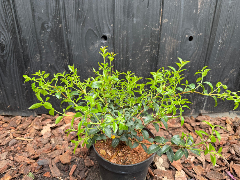 Wintergroene Schijnhulst - Osmanthus burkwoodii
