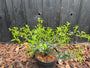 Wintergroene Schijnhulst - Osmanthus burkwoodii