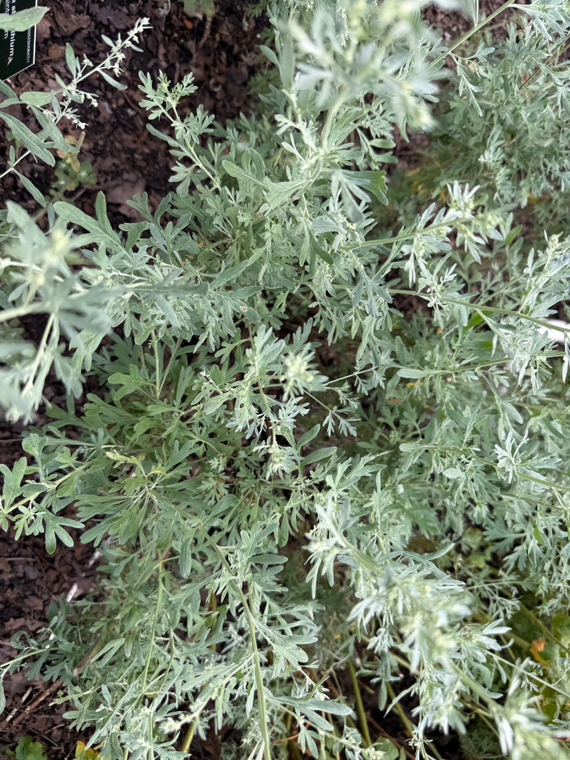 Absintalsem - Artemisia absinthium