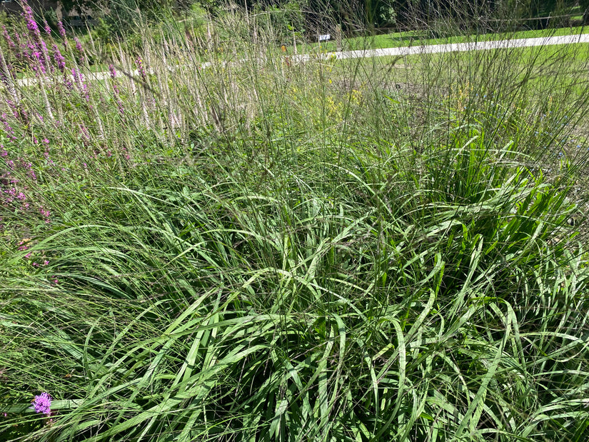 Pijpestrootje - Molinia caerulea 'Moorhexe'