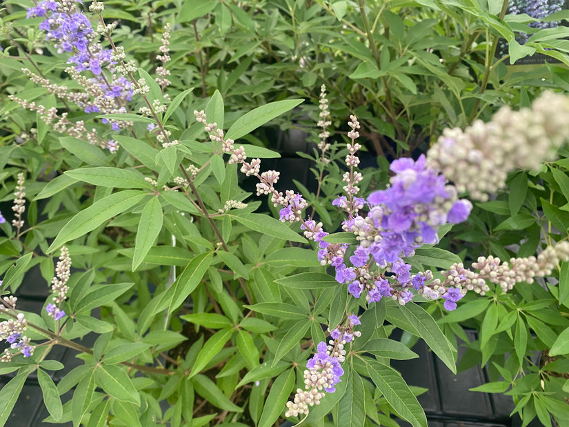 Monnikspeper - Vitex agnus castus