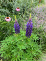 Lupine - Lupinus 'The Governor'