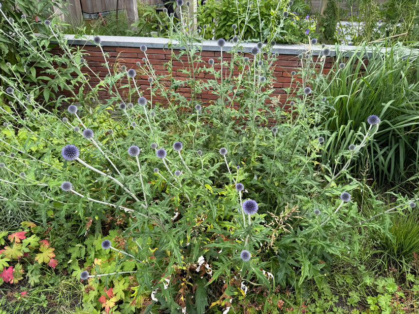 Biologisch Kogeldistel - Echinops ritro 'Veitch's Blue'