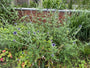 Biologisch Kogeldistel - Echinops ritro 'Veitch's Blue'