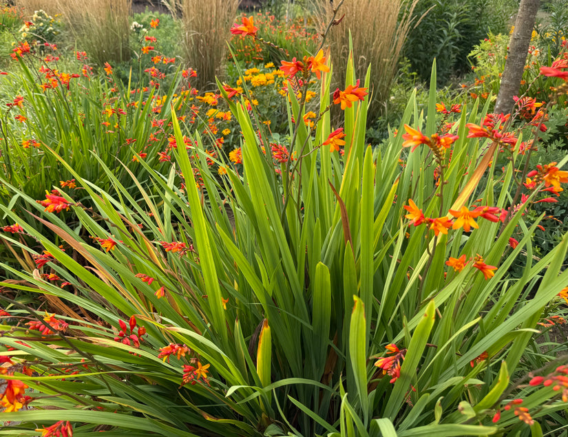 Montbretia - Crocosmia 'Emily McKenzie'