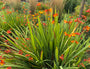 Montbretia - Crocosmia 'Emily McKenzie'