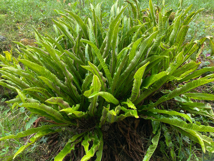 Biologisch Tongvaren - Asplenium Scolopendrium