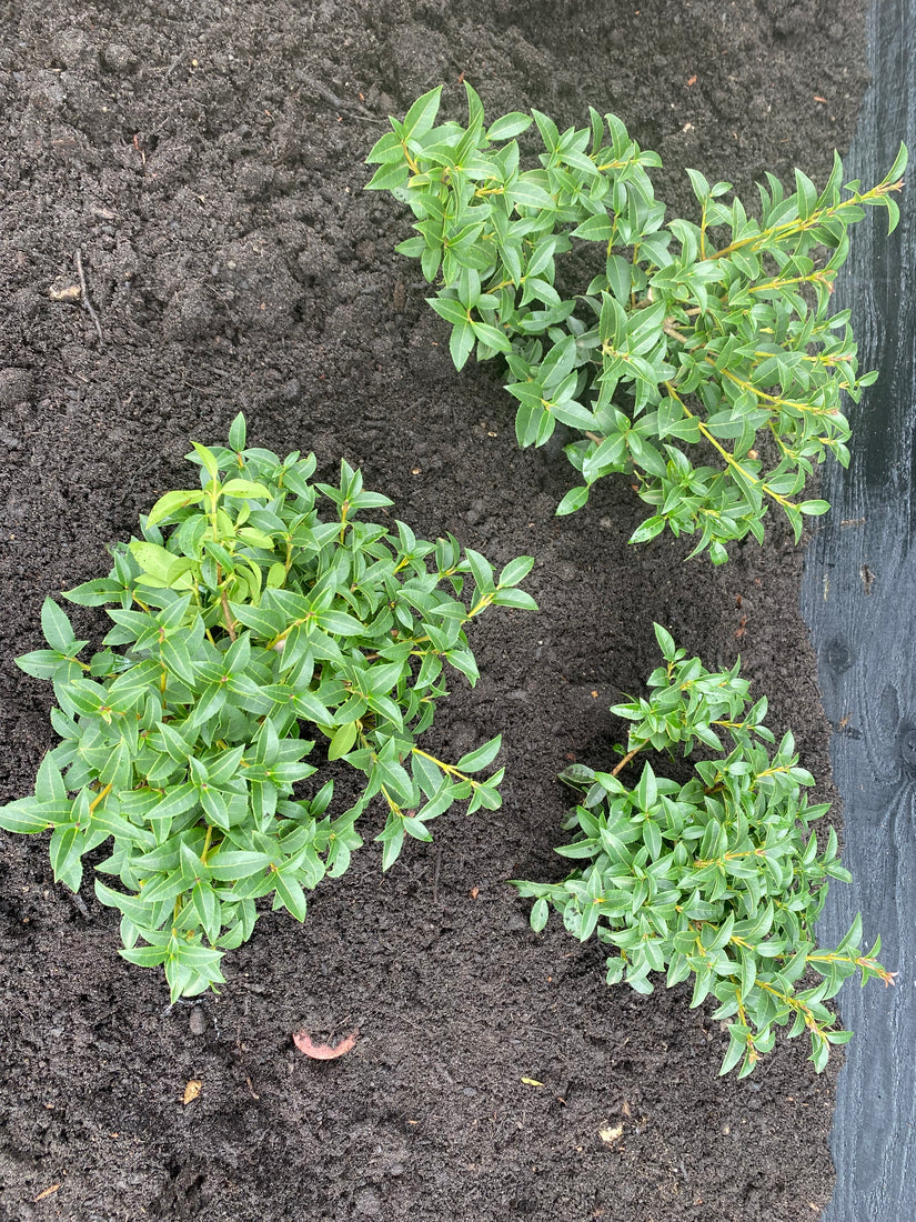 Schijnhulst - Osmanthus burkwoodii