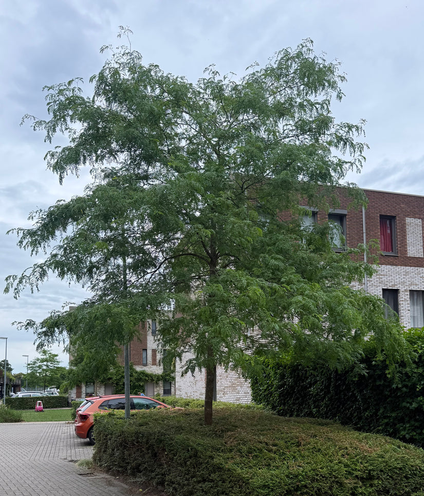 Gele valse Christusdoorn - Gleditsia triacanthos 'Sunburst'