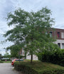 Gele valse Christusdoorn - Gleditsia triacanthos 'Sunburst'