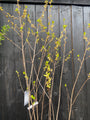 C20 foto half april komt in blad