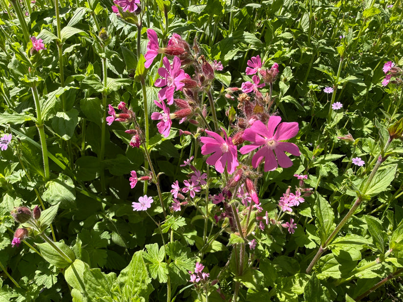 Dagkoekoeksbloem - Silene dioica