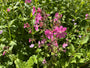 Dagkoekoeksbloem - Silene dioica