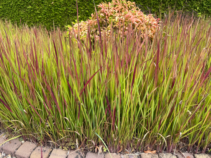 Japans bloedgras - Imperata cylindrica 'Red Baron'