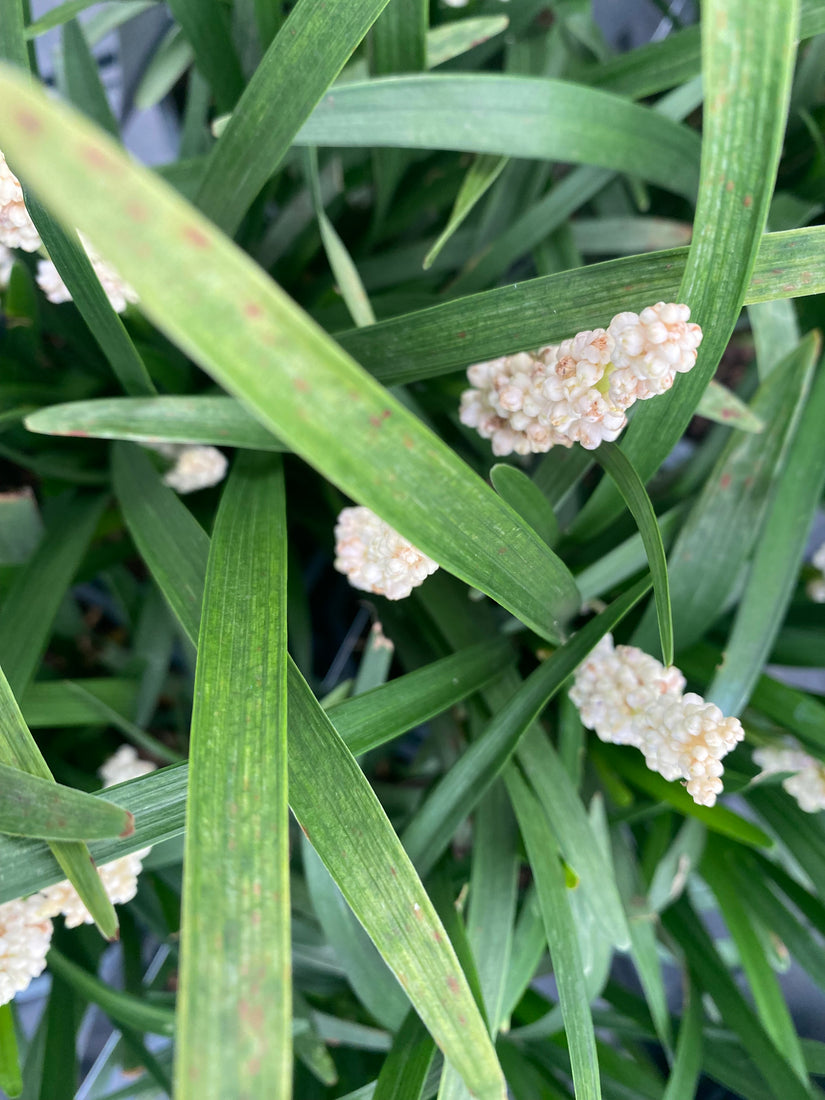 Witte Leliegras - Liriope muscari 'Monroe white'