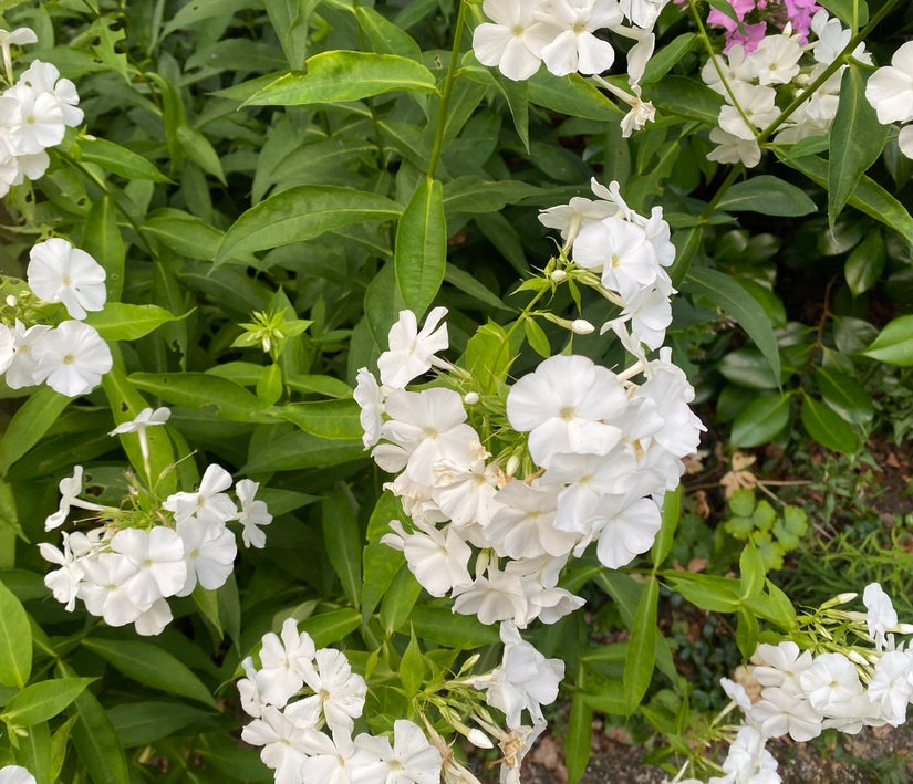 Flox - Phlox 'White Admiral' TIP