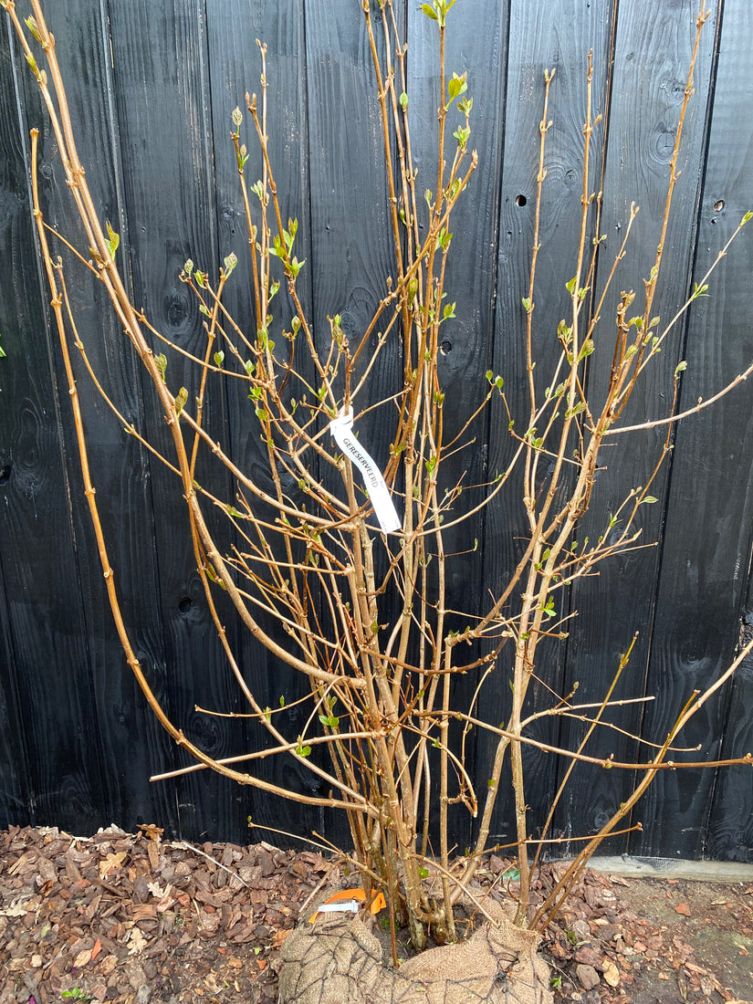 Hartige wijnstruik / Specerijstruik - Calycanthus 'Hartlage Wine'