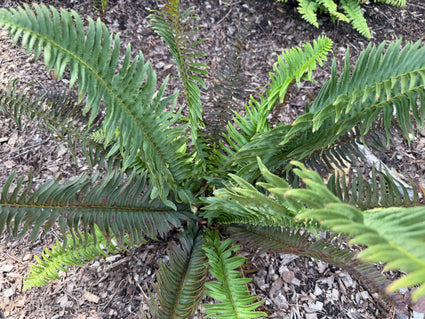 Naaldvaren (wintergroen) - Polystichum munitum
