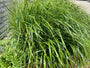 Biologisch Struisriet - Calamagrostis x acutiflora 'Karl Foerster' TIP