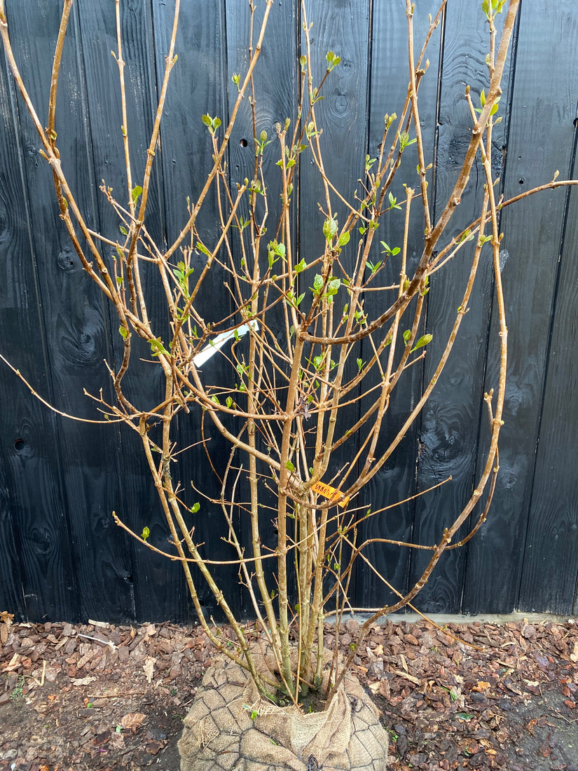 Hartige wijnstruik / Specerijstruik - Calycanthus 'Hartlage Wine'