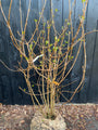 Hartige wijnstruik / Specerijstruik - Calycanthus 'Hartlage Wine'