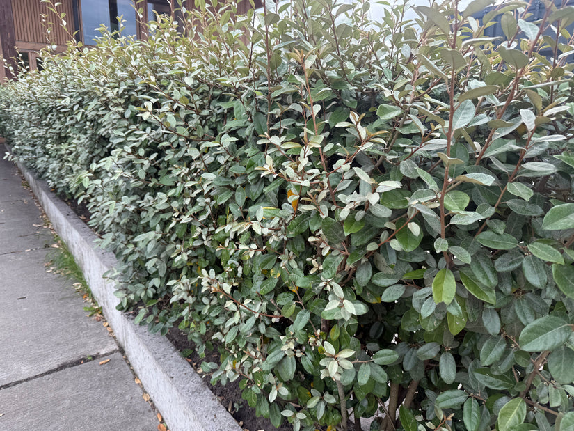Olijfwilg (Struikvorm) - Elaeagnus Ebbingei 'Compacta'
