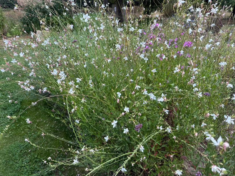 Prachtkaars - Gaura lindheimeri 'Whirling Butterflies'
