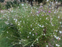 Prachtkaars - Gaura lindheimeri 'Whirling Butterflies'