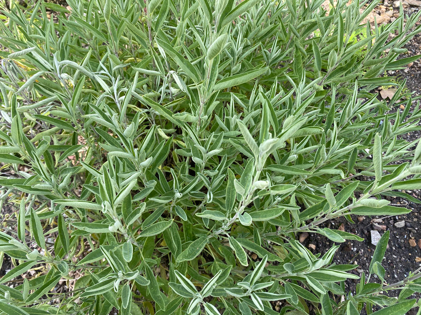 Echte salie - Salvia Officinalis