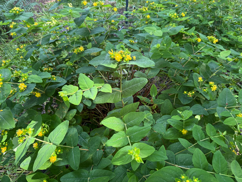 Hertshooi - Hypericum calycinum