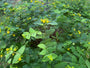 Hertshooi - Hypericum calycinum