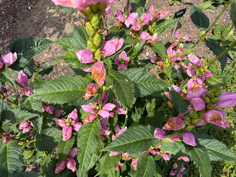 Schildpadbloem - Chelone obliqua
