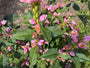 Schildpadbloem - Chelone obliqua